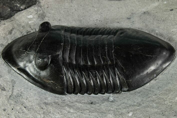 Inflated Isotelus Trilobite - Walcott-Rust Quarry, NY #232134